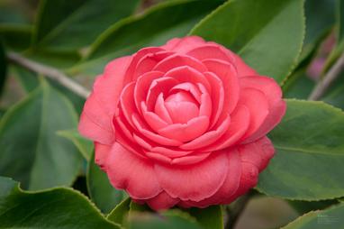 Camellia Flower: Meaning, Symbolism and Colors | Pansy Maiden Camellia Flower: Meaning, Symbolism and Colors | Pansy Maiden