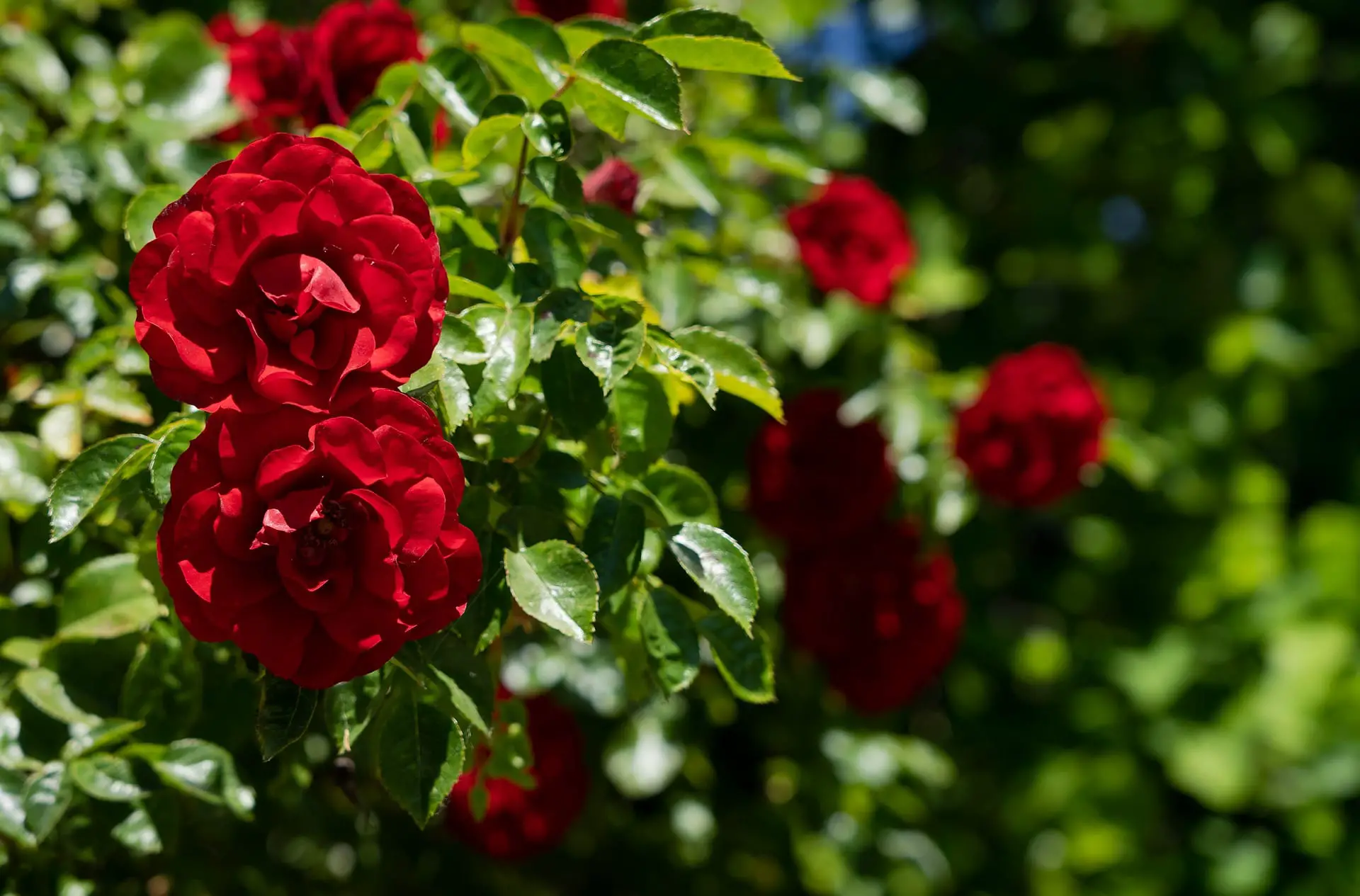 Red Climbing Roses Lady in red™ climbing rose — green acres nursery ...
