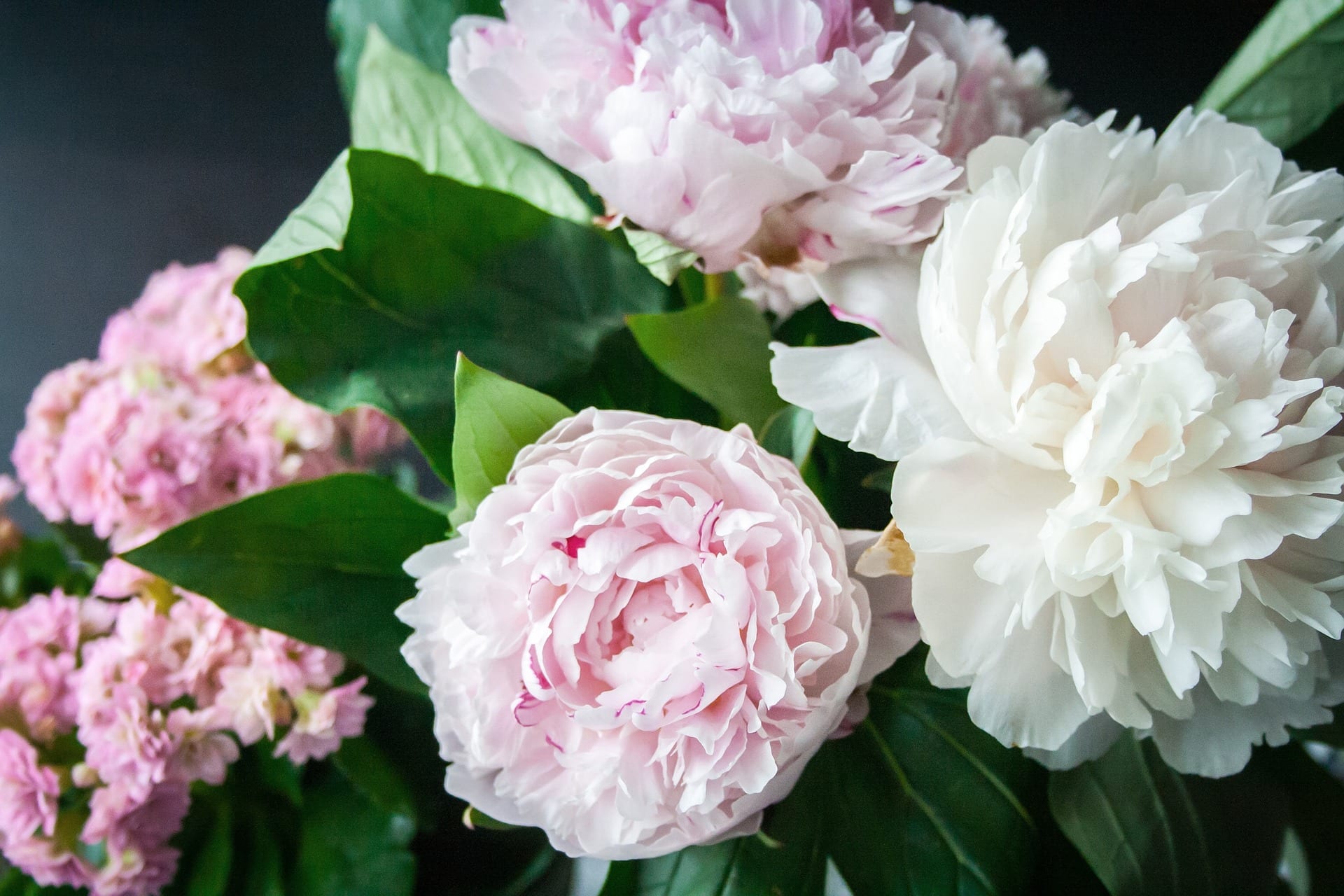 Different types of peony flowers you should know about