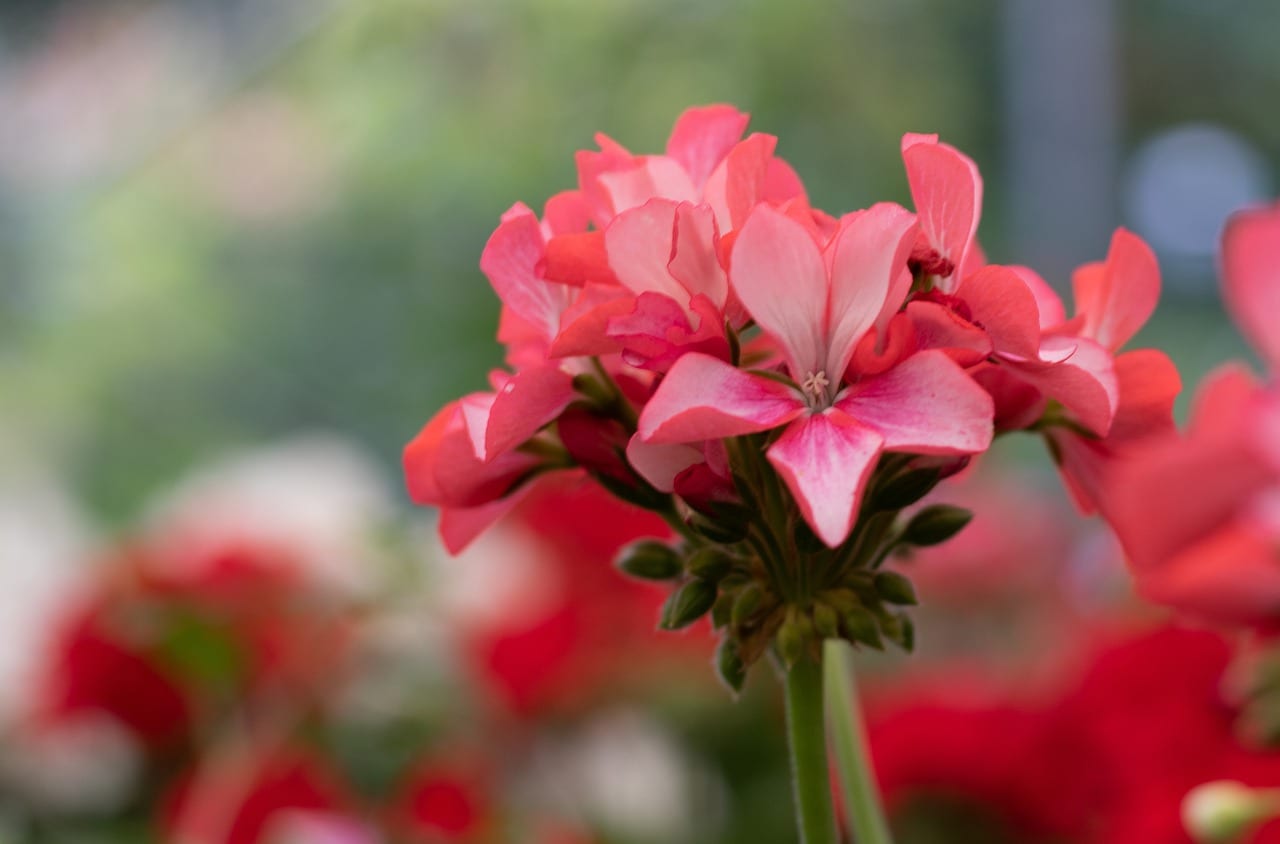 An Amazing List of Flowers that Bloom All Year Round Pansy Maiden