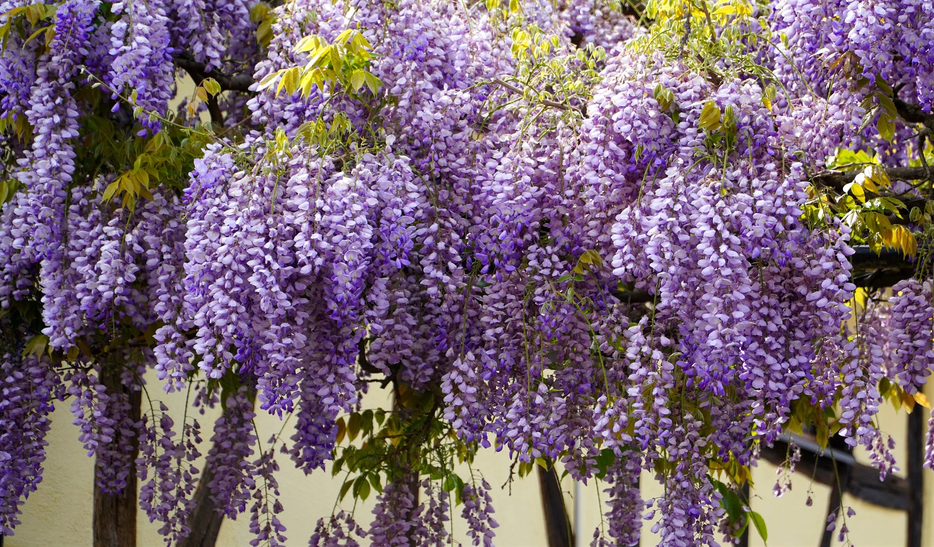 How to Go About Growing Wisteria in Your Garden | Pansy Maiden