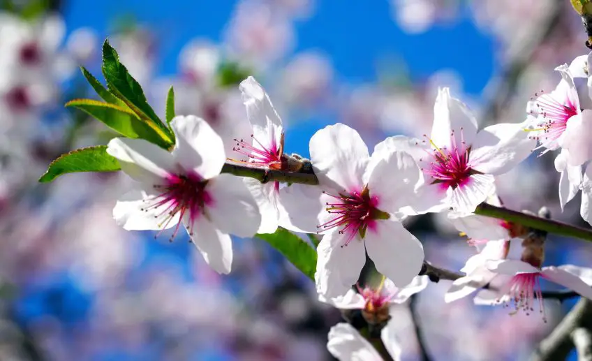 Almond Flower Meaning, Symbolism, and Colors Pansy Maiden