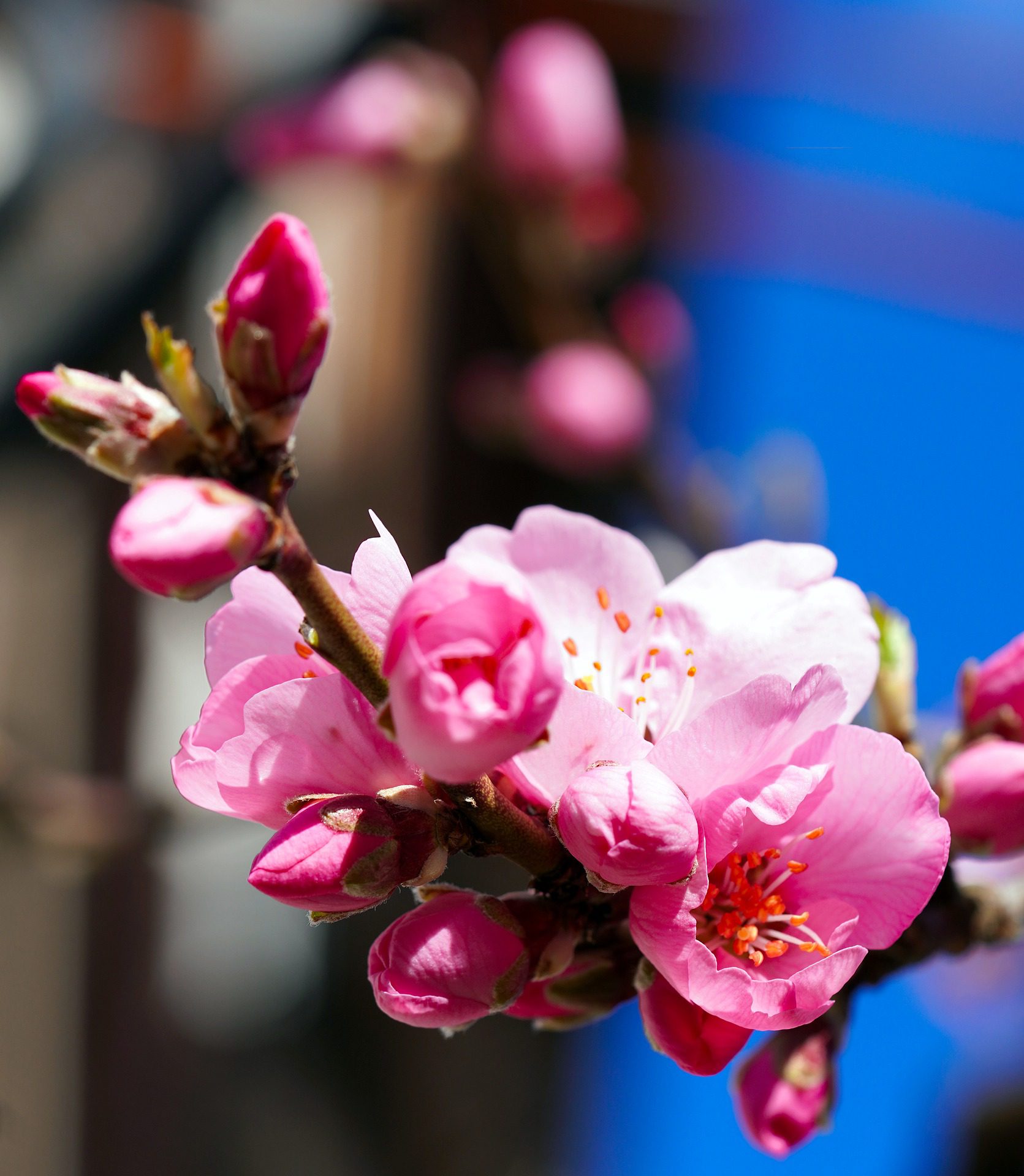 Almond Blossom Flower Meaning, Symbolism, and Colors Pansy Maiden