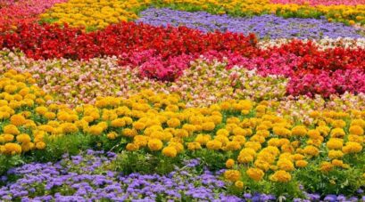 Best Flowers Based On Color