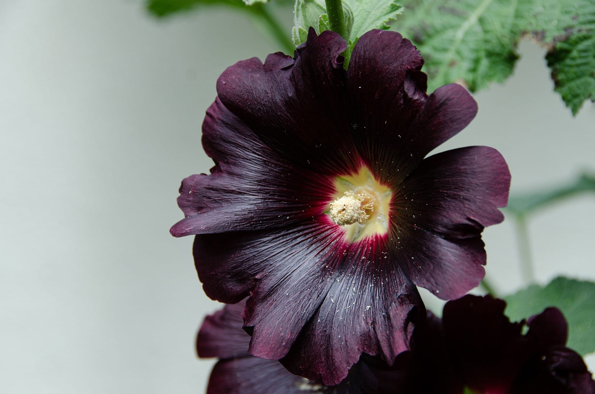 Hollyhock Flower Meaning, Symbolism, and Colors Pansy Maiden