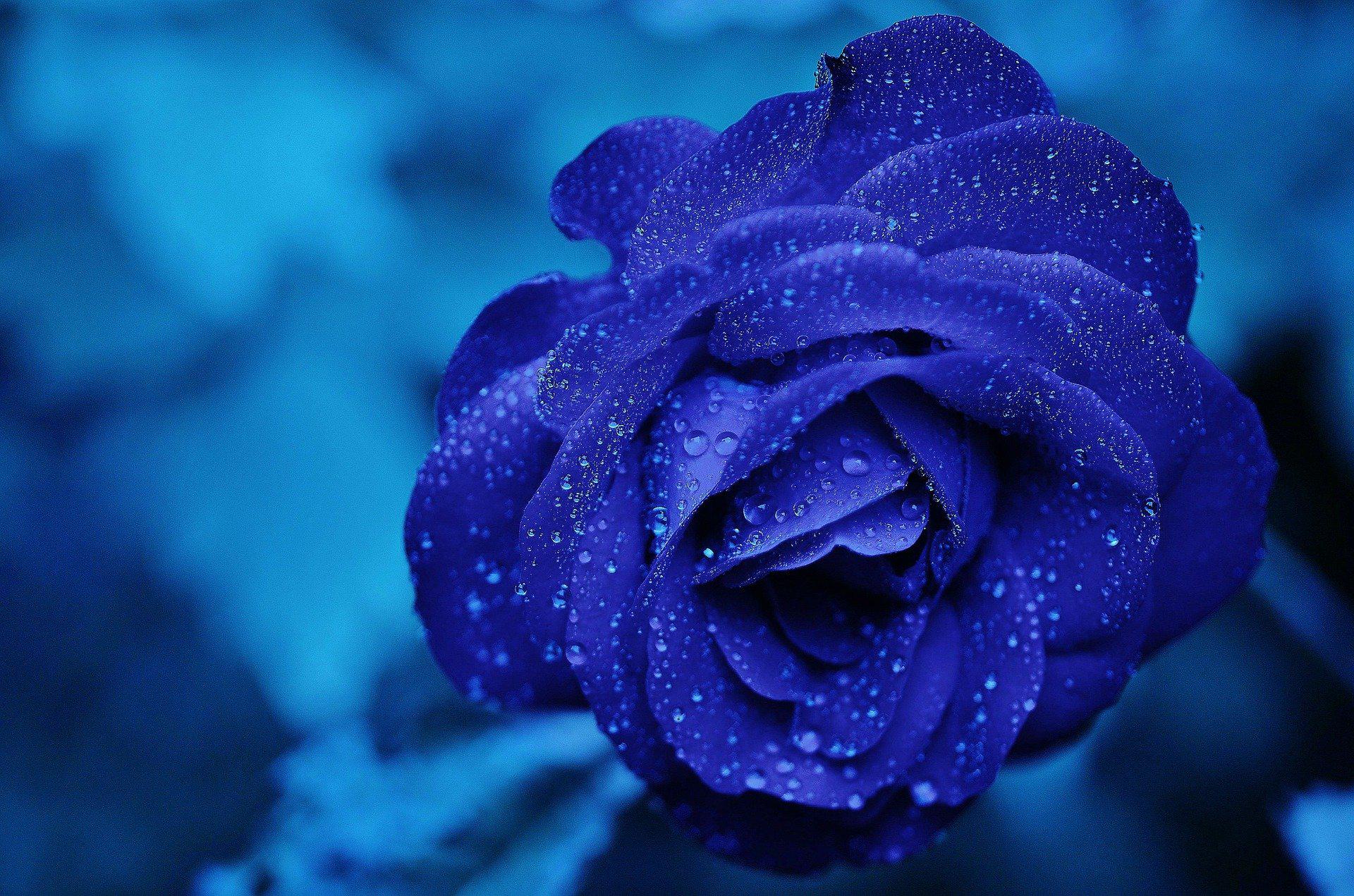 How To Dye A White Rose Blue