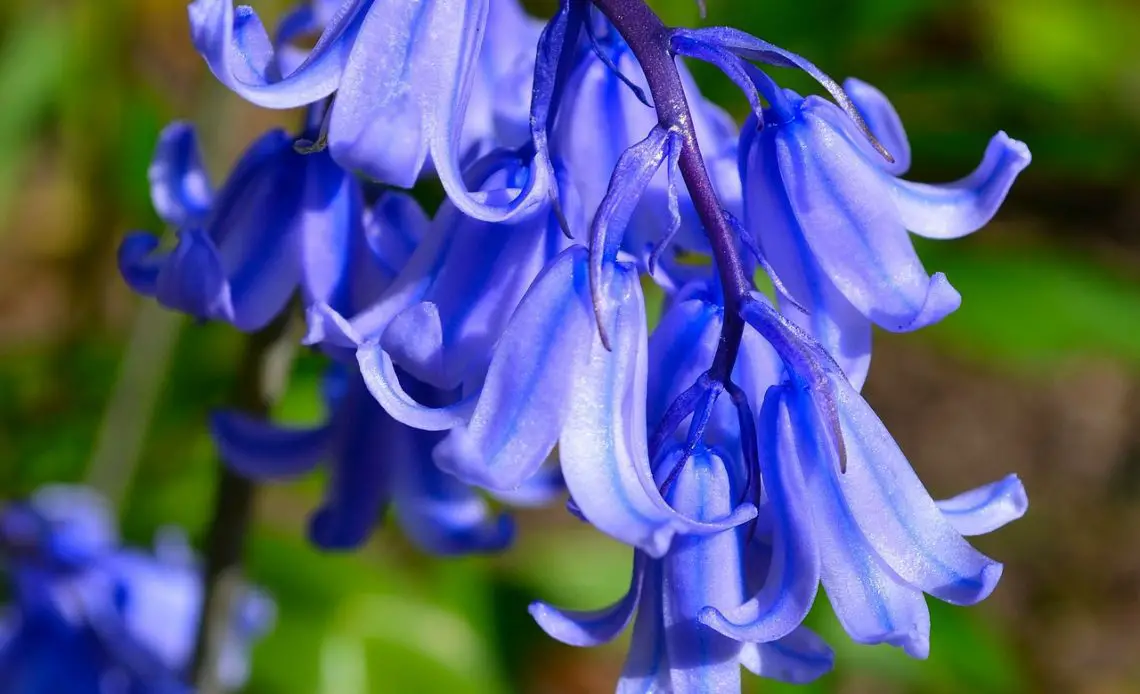 Bluebell Flower Meaning Symbolism