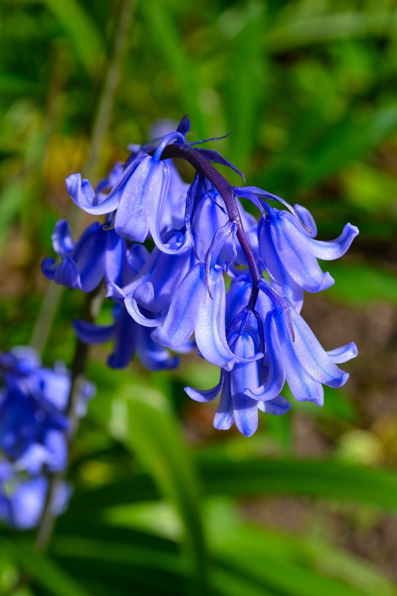 Bluebell Flower Meaning, Symbolism, and Colors Pansy Maiden