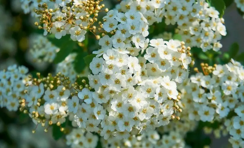 Best Flowers for a Bridal Wreath Bush Pansy Maiden