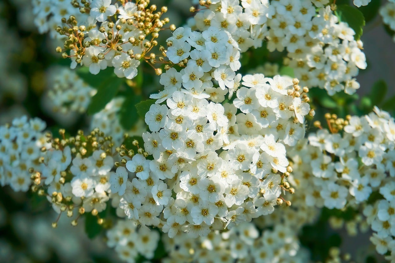 Best Flowers For A Bridal Wreath Bush Pansy Maiden Best Flowers For A Bridal Wreath Bush Pansy Maiden