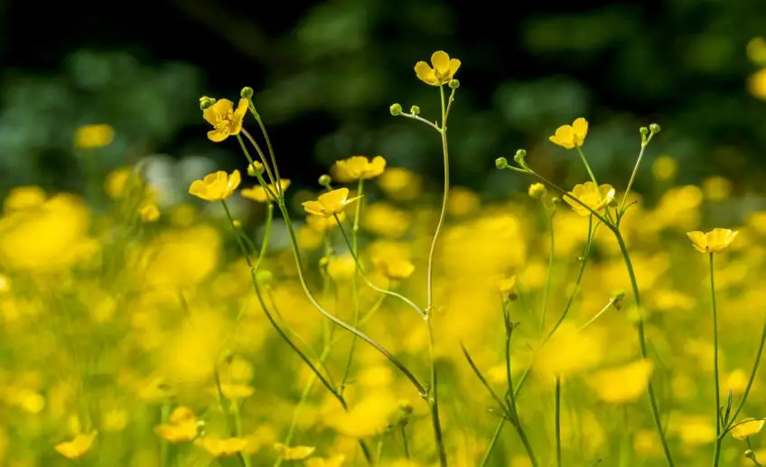 Buttercup Flower Meaning, Symbolism, and Colors Pansy Maiden