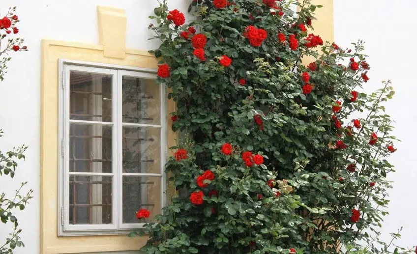 How to Grow Climbing Roses in Pots Pansy Maiden