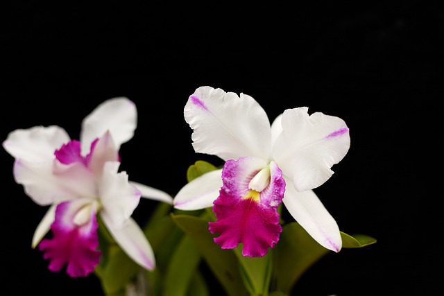 Colombian Flower Cattleya Meaning