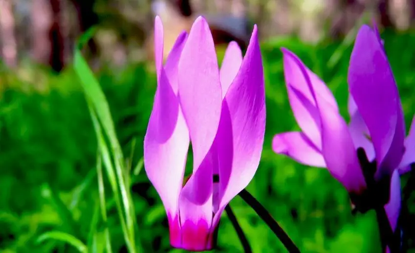 Cyclamen Flower Meaning, Symbolism, and Colors Pansy Maiden