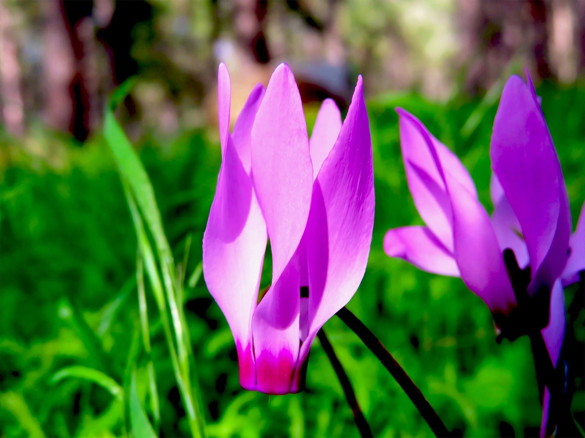 Cyclamen Flower Meaning, Symbolism, and Colors Pansy Maiden