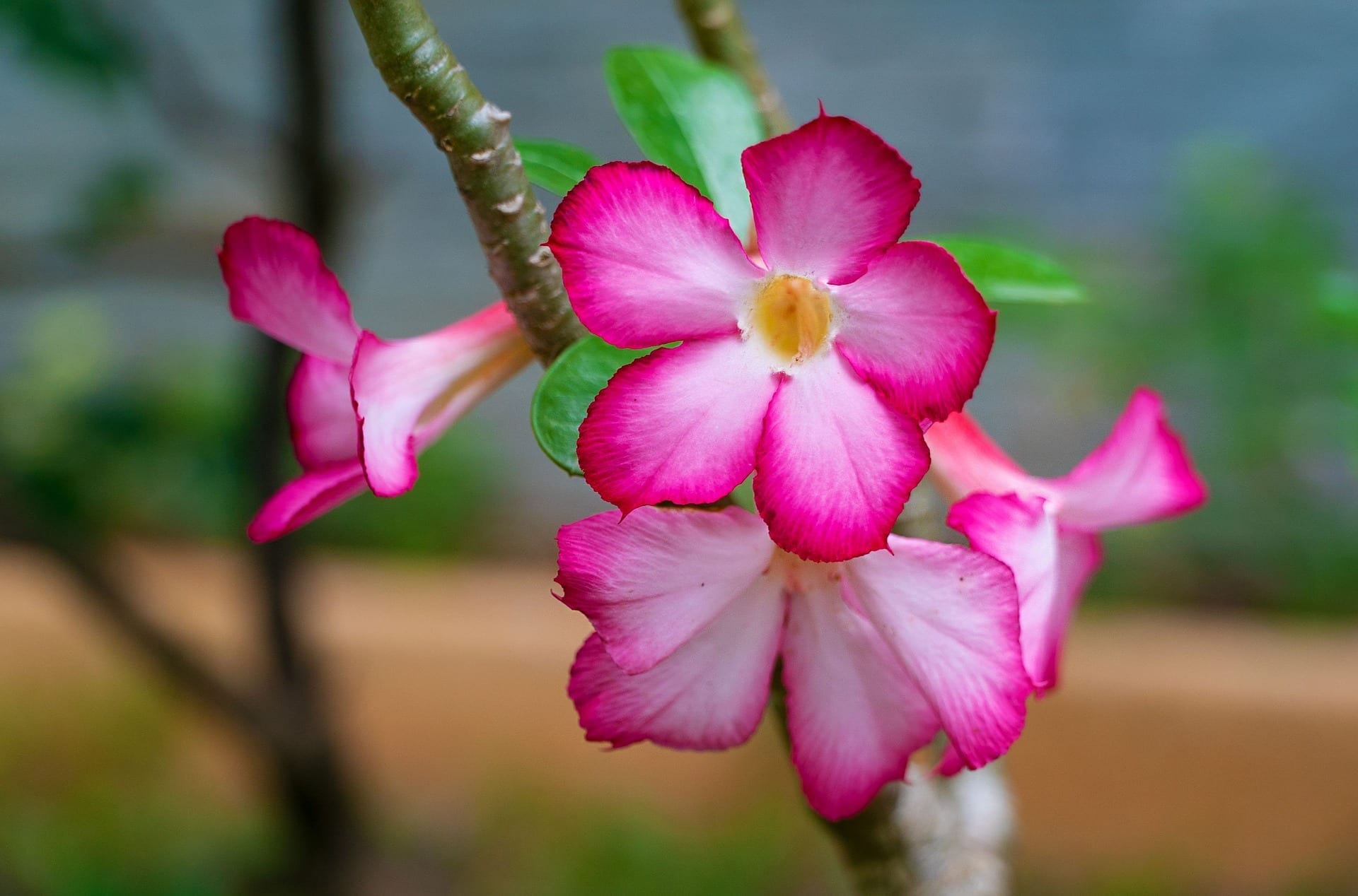Desert Rose Flower: Meaning, SyмƄolisм, and Colors | Pansy Maiden