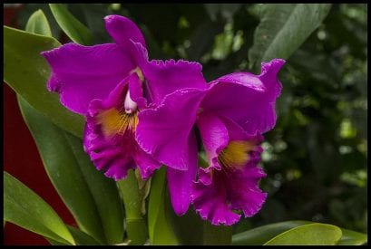 Tropical Flowering Plants You Must Have in Your Backyard