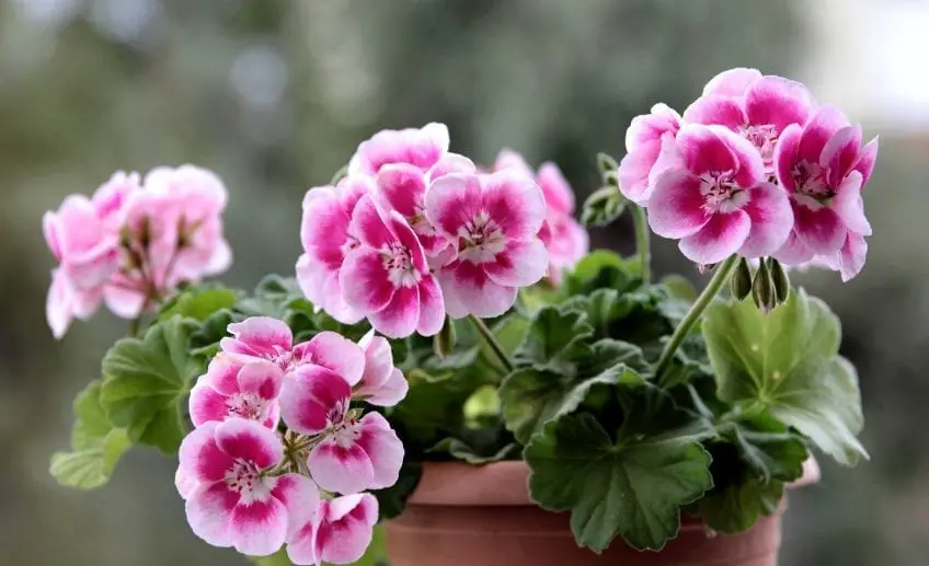 Geranium Flower Meaning, Symbolism, and Colors Pansy Maiden