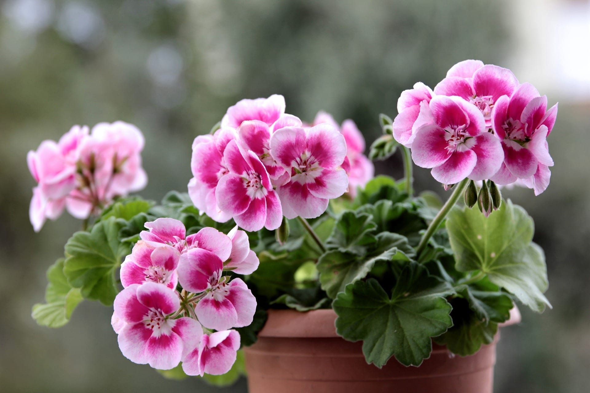 the geranium