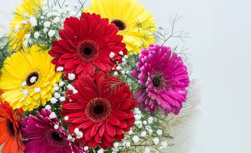 Gerbera Flower Meaning, Symbolism, and Colors Pansy Maiden