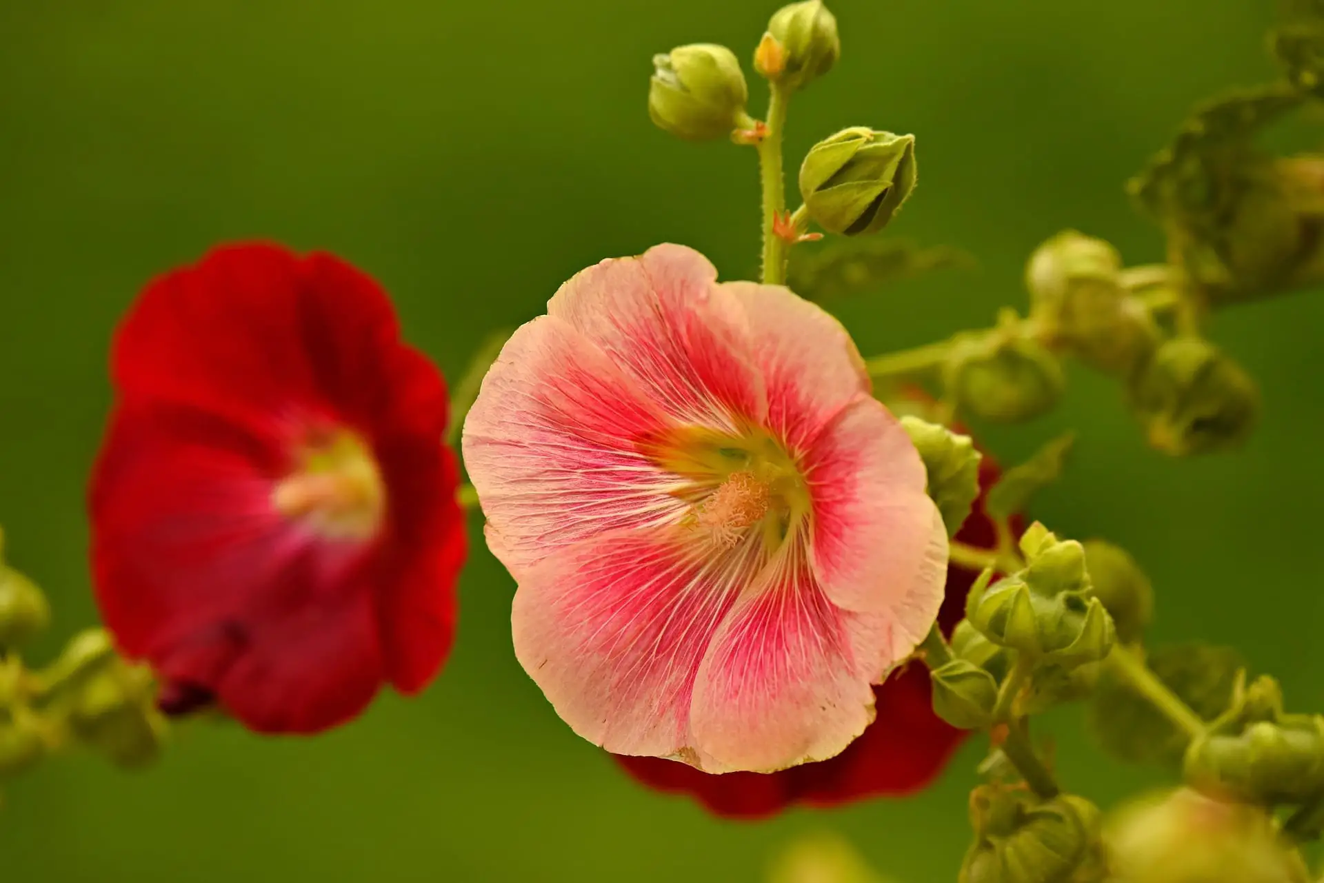 Hollyhock Flower Meaning Symbolism And Colors Pansy Maiden