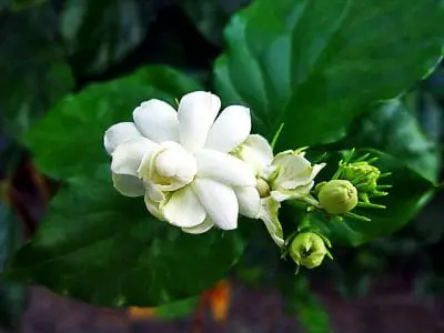 What does a Jasmine Flower Symbolize?