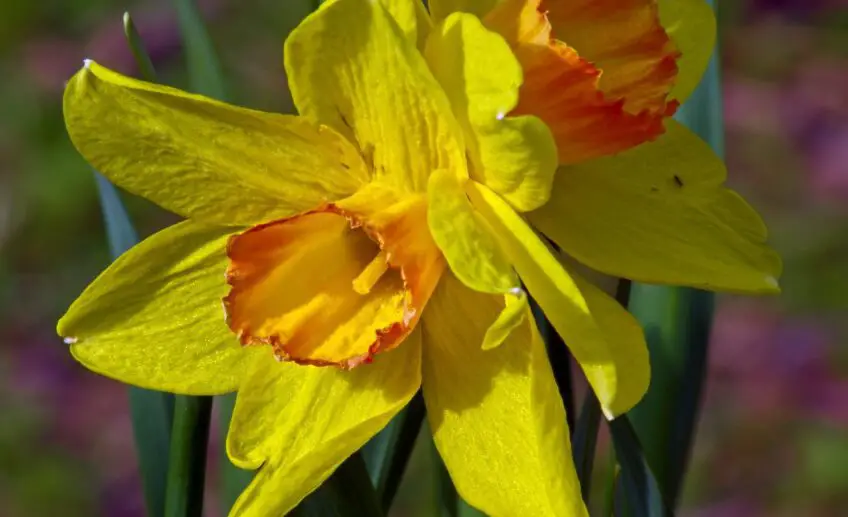Jonquil Flower Meaning, Symbolism, and Colors Pansy Maiden