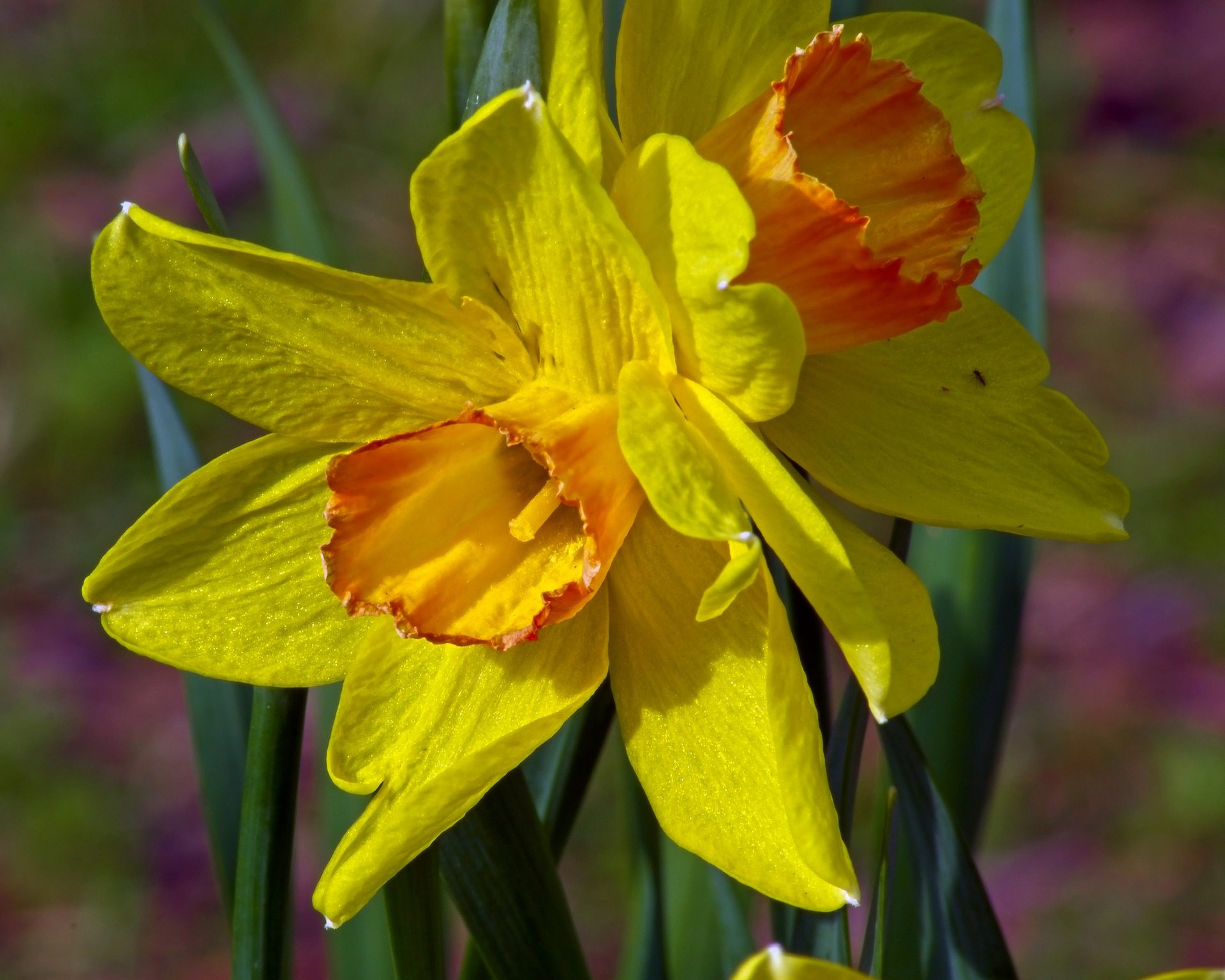 Jonquil Flower Meaning, Symbolism, and Colors Pansy Maiden