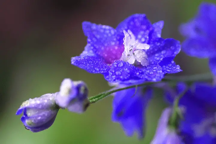 Larkspur Flower Meaning Symbolism