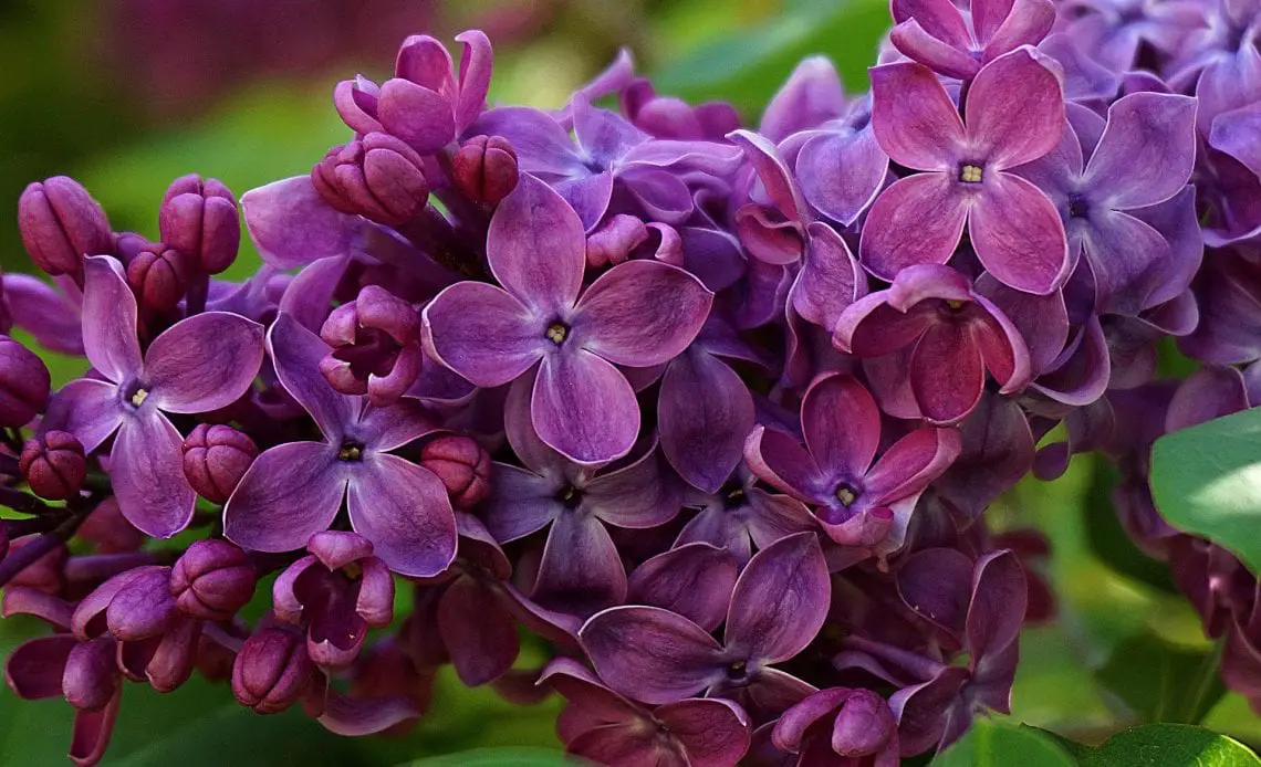 Things to Know Before You Choose Lilac Flowers as a Gift