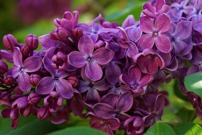 Things to Know Before You Choose Lilac Flowers as a Gift