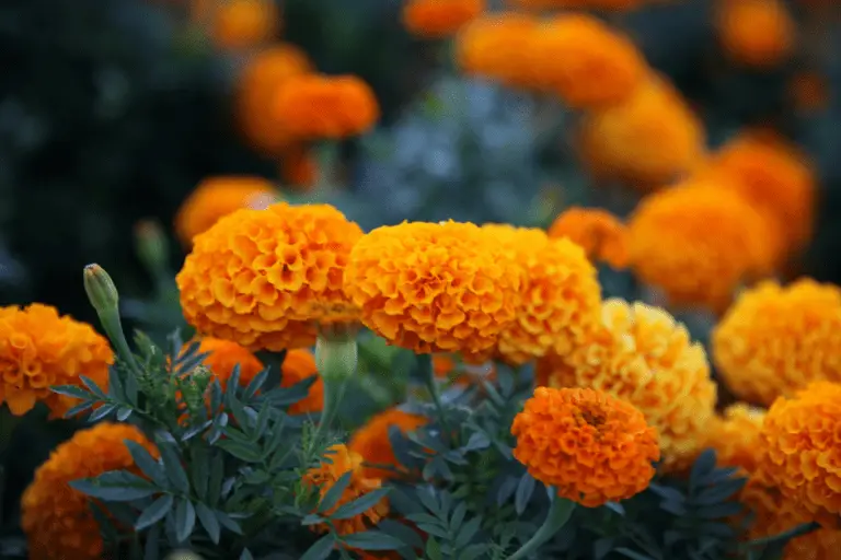 Marigold Flower Meaning, Symbolism, and Colors Pansy Maiden