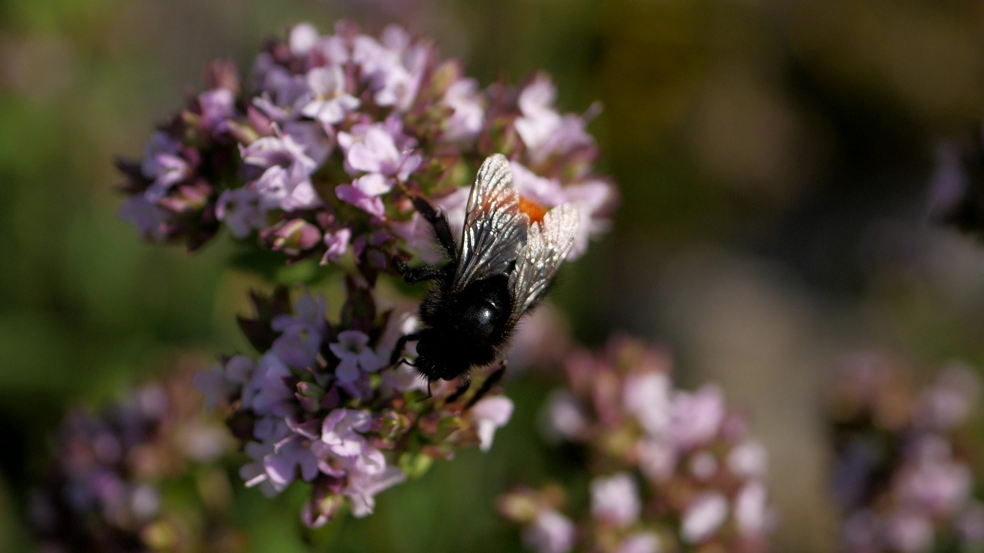 Marjoram Flower Meaning, Symbolism, and Colors Pansy Maiden
