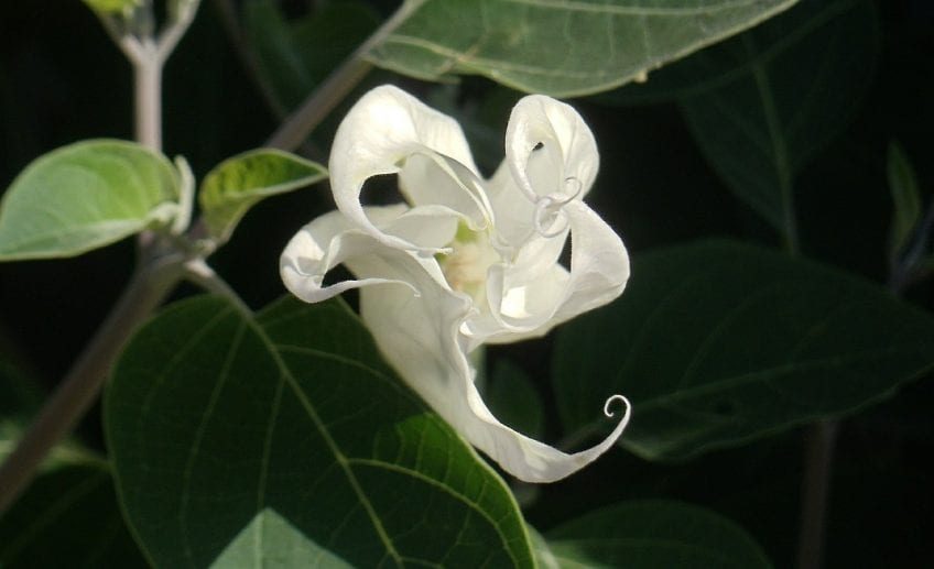 All you need to know about moonflowers Pansy Maiden