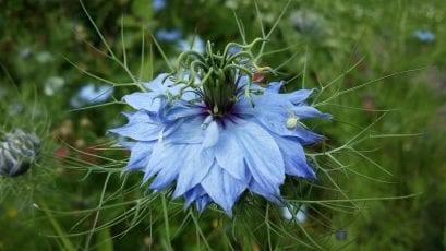 All You Need to Know About the Nigella Flower