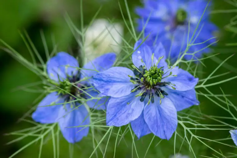 Nigella Flower Meaning, Symbolism, and Colors Pansy Maiden