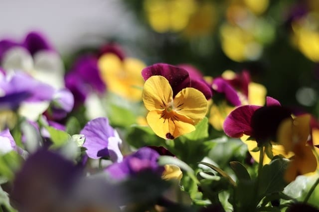 Pansy Flower: Meaning, Symbolism, and Colors | Pansy Maiden