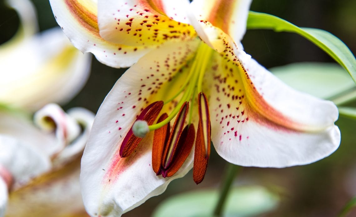 What makes Stargazer Lily Bouquets Perfect Gifts?