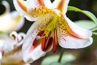 What makes Stargazer Lily Bouquets Perfect Gifts?