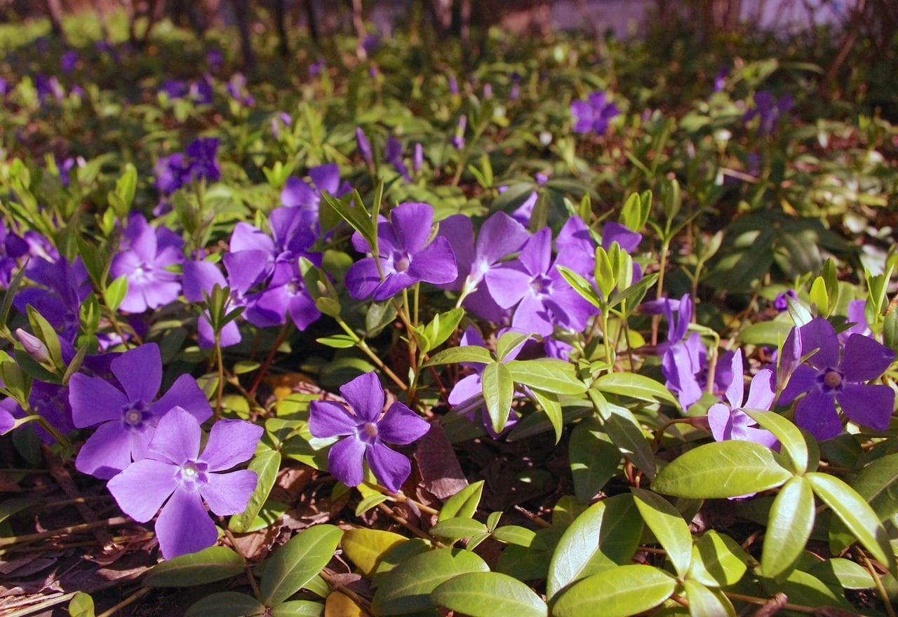 Periwinkle Tattoo Symbolism Meanings  More