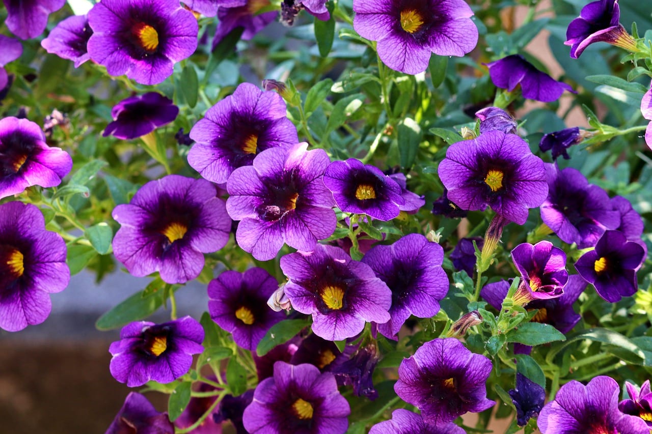 Poisonous Flower With 7 Letters