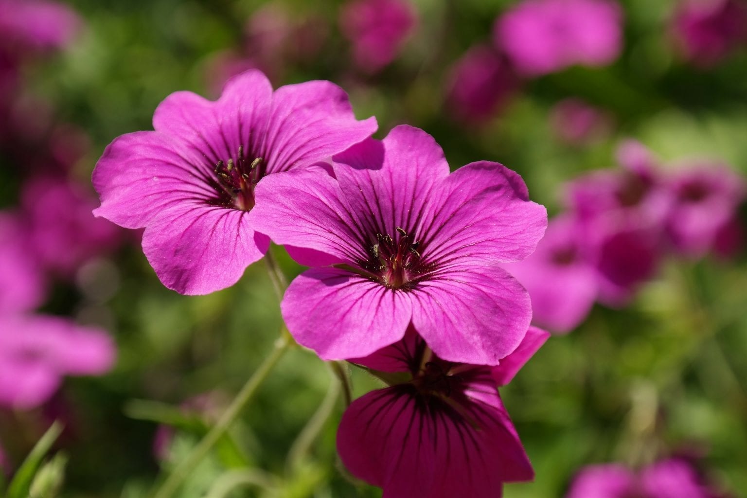 Geranium Flower: Meaning, Symbolism, and Colors | Pansy Maiden