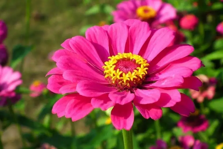 Zinnia Flower Meaning, Symbolism, and Colors Pansy Maiden