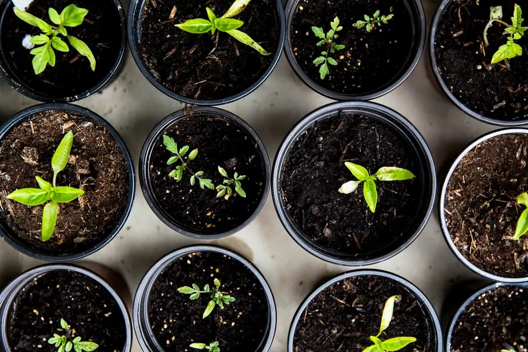 The Right Soil Type for Your Flower Garden Pansy Maiden