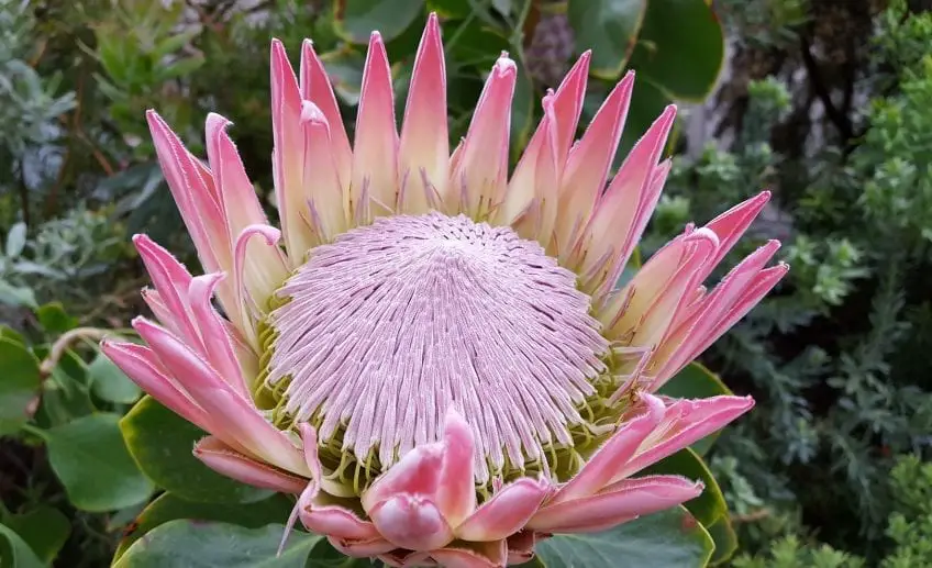 Protea Flower Meaning, Symbolism, and Colors Pansy Maiden