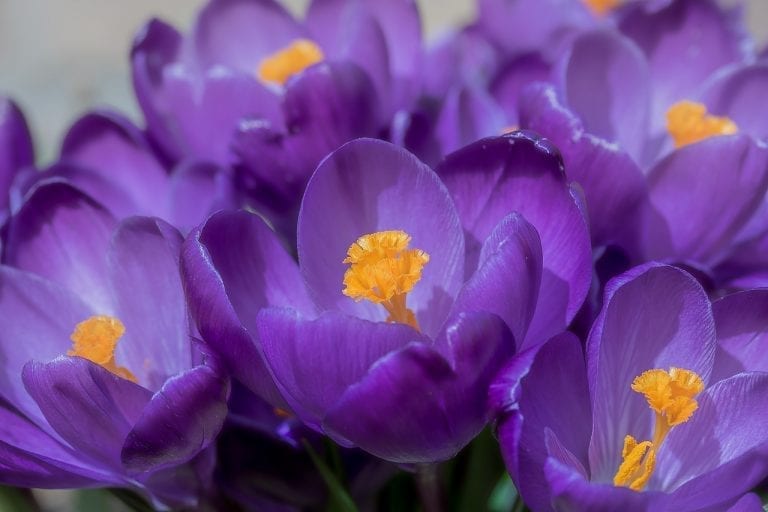 Crocus Flower Meaning, Symbolism, and Colors Pansy Maiden