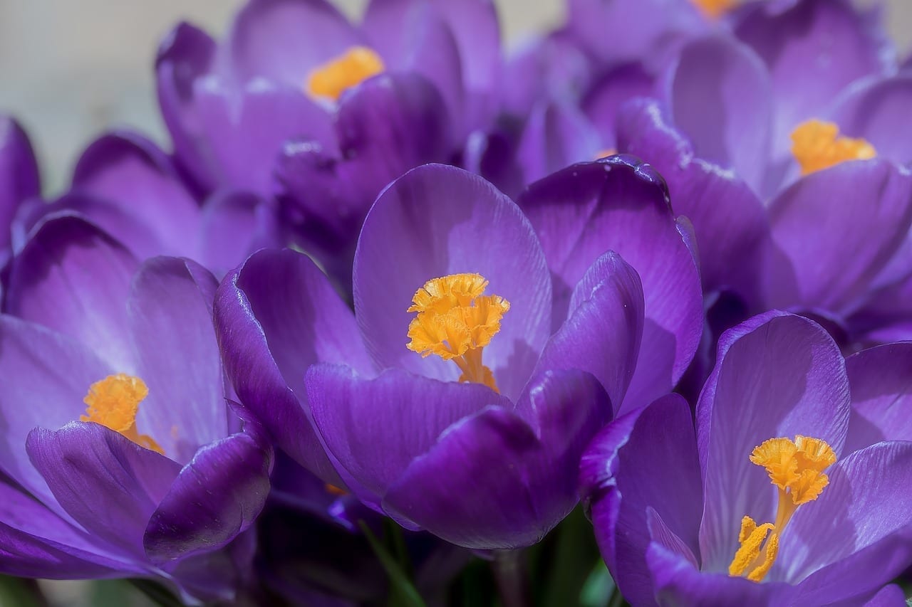 Crocus Flower Meaning, Symbolism, and Colors Pansy Maiden