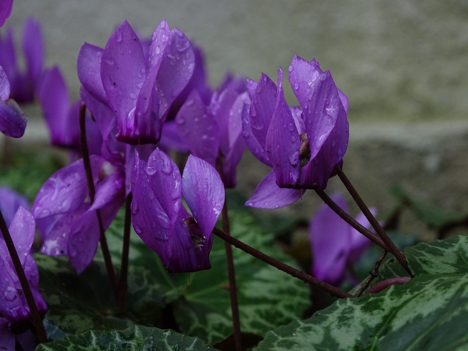Cyclamen Flower Meaning, Symbolism, and Colors Pansy Maiden