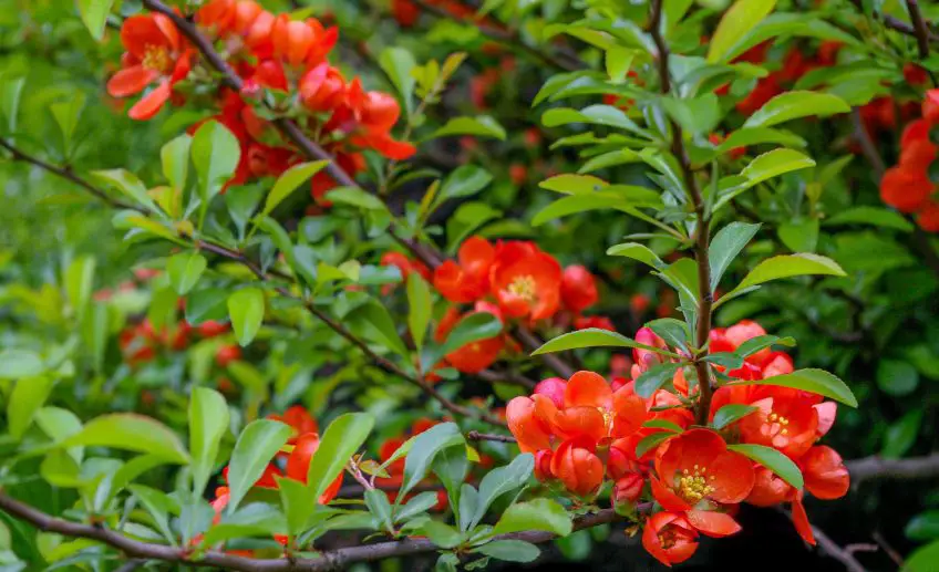 Quince Flower Meaning, Symbolism, and Colors Pansy Maiden