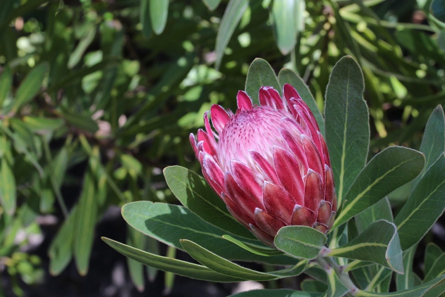 Protea Flower Meaning, Symbolism, and Colors Pansy Maiden